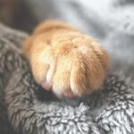 Öykü: Kedili | Ecehan Biçen