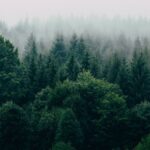 Hukuk ve İklim Değişikliği Perspektifinden Ormansızlaşmanın Önlenmesi Makale Yarışması başladı