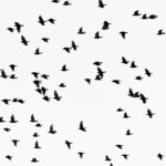 Öykü: Aklımda kuşlar varken | Derya Balcı