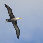 Öykü: Albatros | Göral Erinç