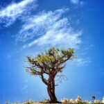 Öykü: Tüy | Coşkun Deniz