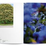 “Karşılaşmanın Meyveleri” Sergisi 17 Kasım'da Fransız Kültür Merkezi'nde