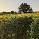 Öykü: Hadi Uyan | Necla Akdeniz