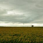 Öykü: Ağaç, çukur ve kürek | Mustafa Ünver