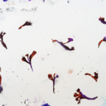 Shiva Zahed Gallery “echos” adlı sergisiyle 28 Şubat’ta Pera’da açılıyor