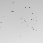 Sırça Fanuslarda Ekşiyen İncirler | Elif Can