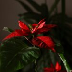 Öykü: Yılbaşı çiçeği | İsmail Demir