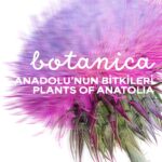 BOTANICA: Anadolu’nun Bitkileri sergi 26 Eyül'de başlıyor